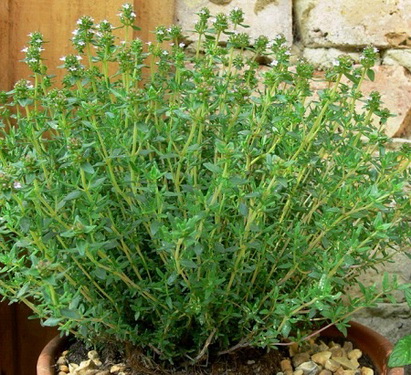 Cây Cỏ xạ hương. Thymus vulgaris L. - Cây Thuốc Nam Quanh Ta